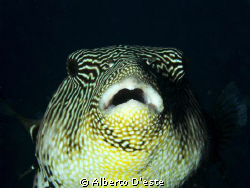 Night dive in Sipalay - PH - by Alberto D'este 